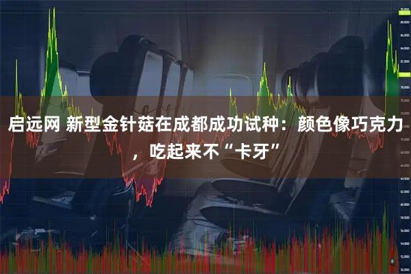 启远网 新型金针菇在成都成功试种：颜色像巧克力，吃起来不“卡牙”